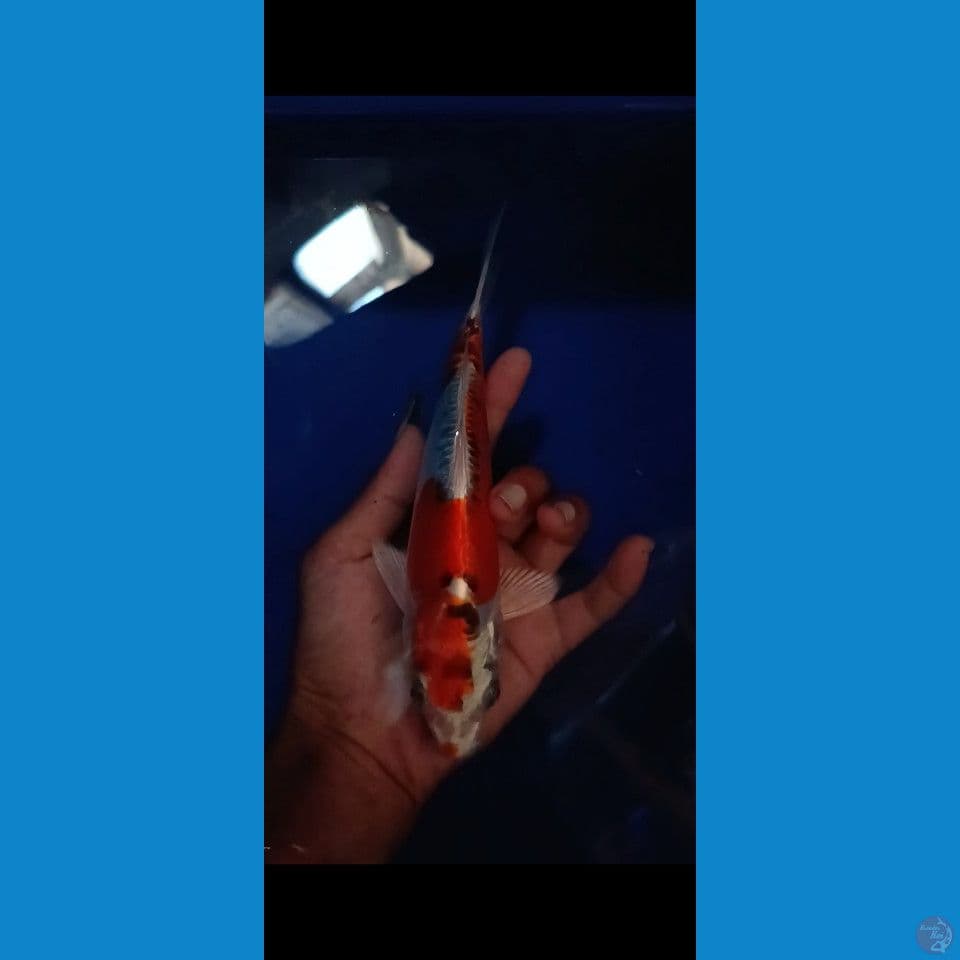 BENI KIKO sz 21cm