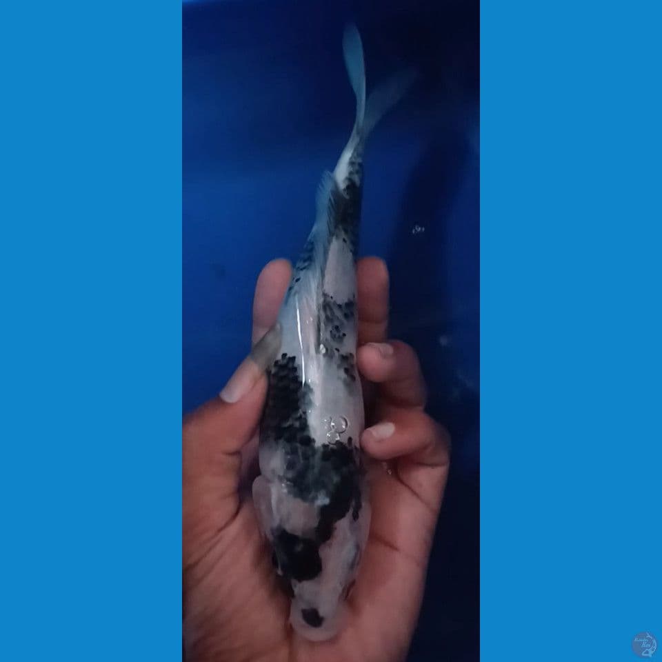 SHIRO SQ sz 20cm
