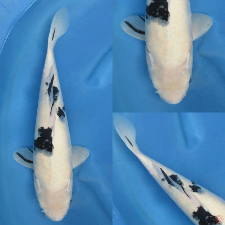 30cm, Bekko jumbo