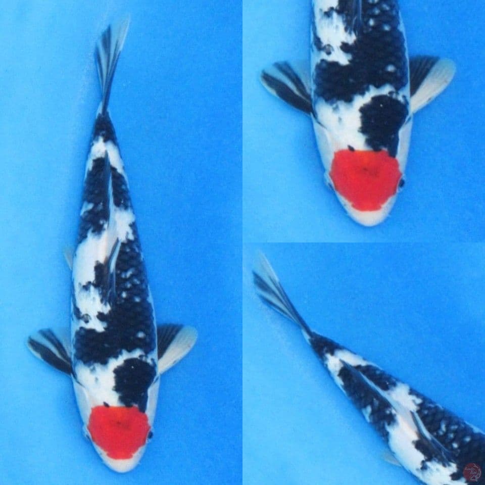 27cm, Tancho sanke