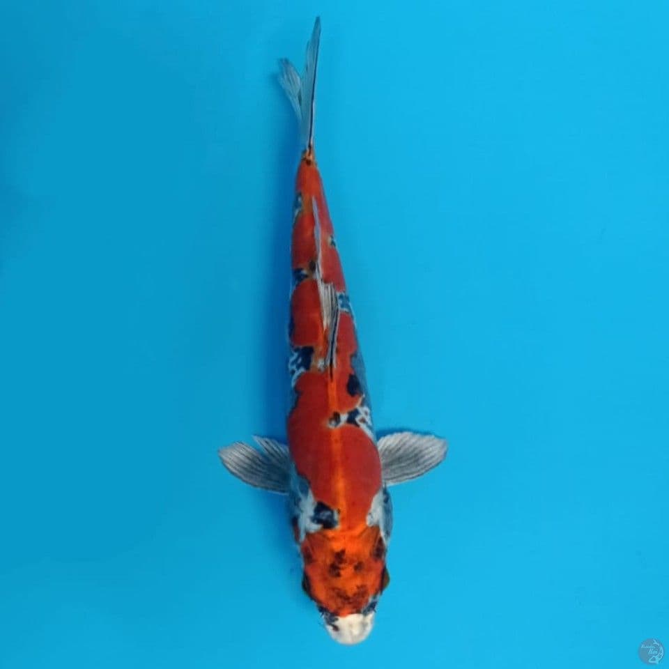 beni kiko inazuma 33cm