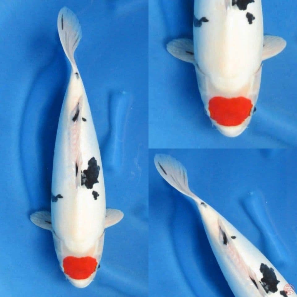 52cm, Tancho F1 ori tategoi doitsu bulky