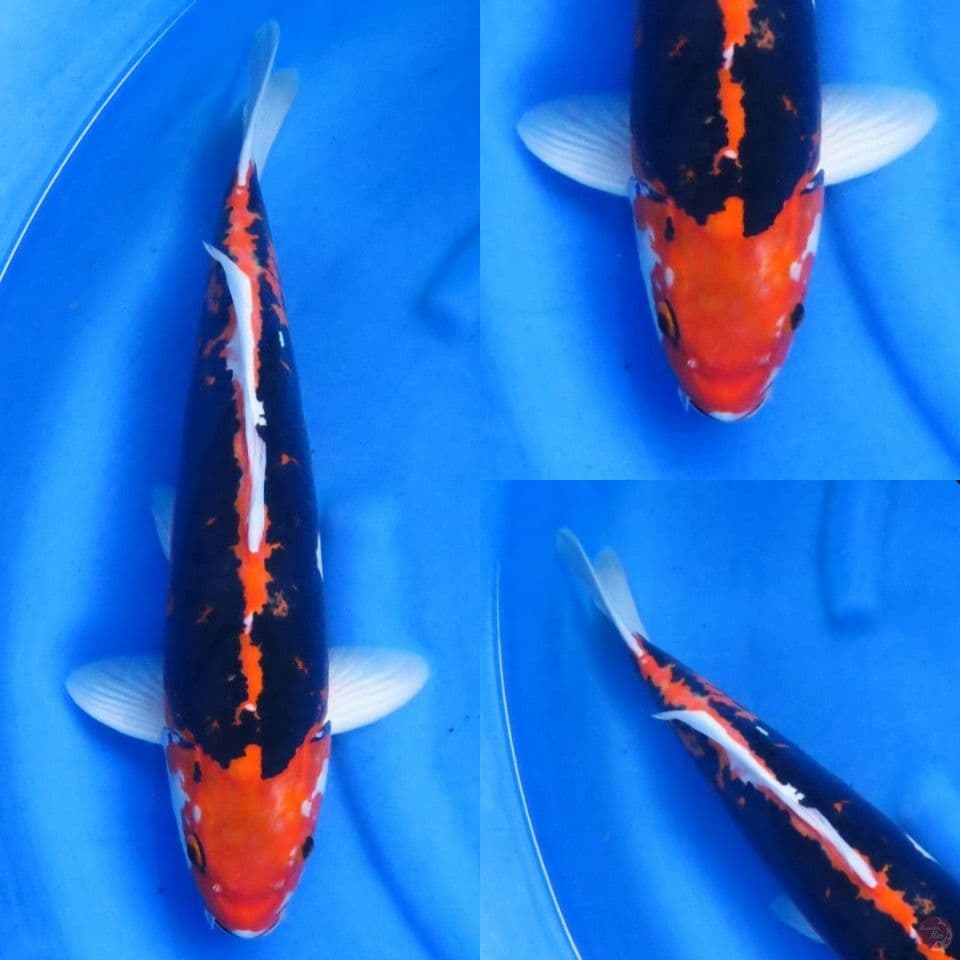 53cm , jumbo benikomon