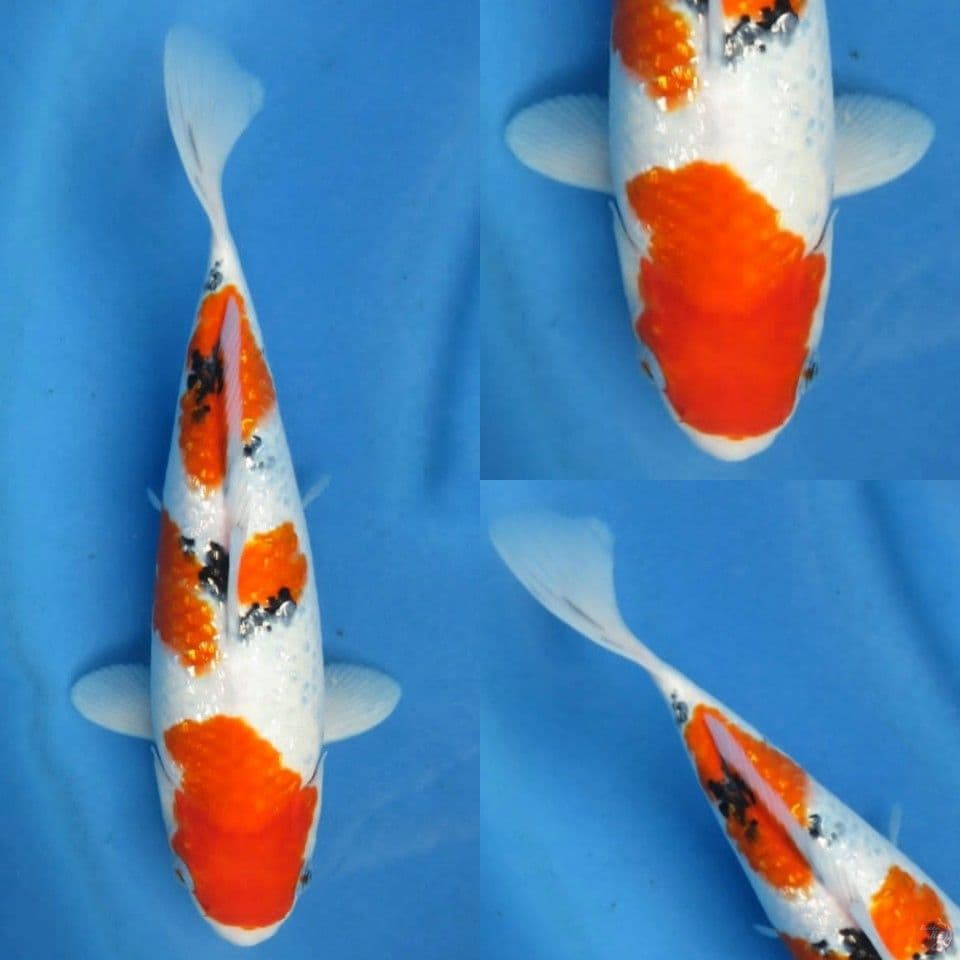 32cm sanke ginrin f1 sakai