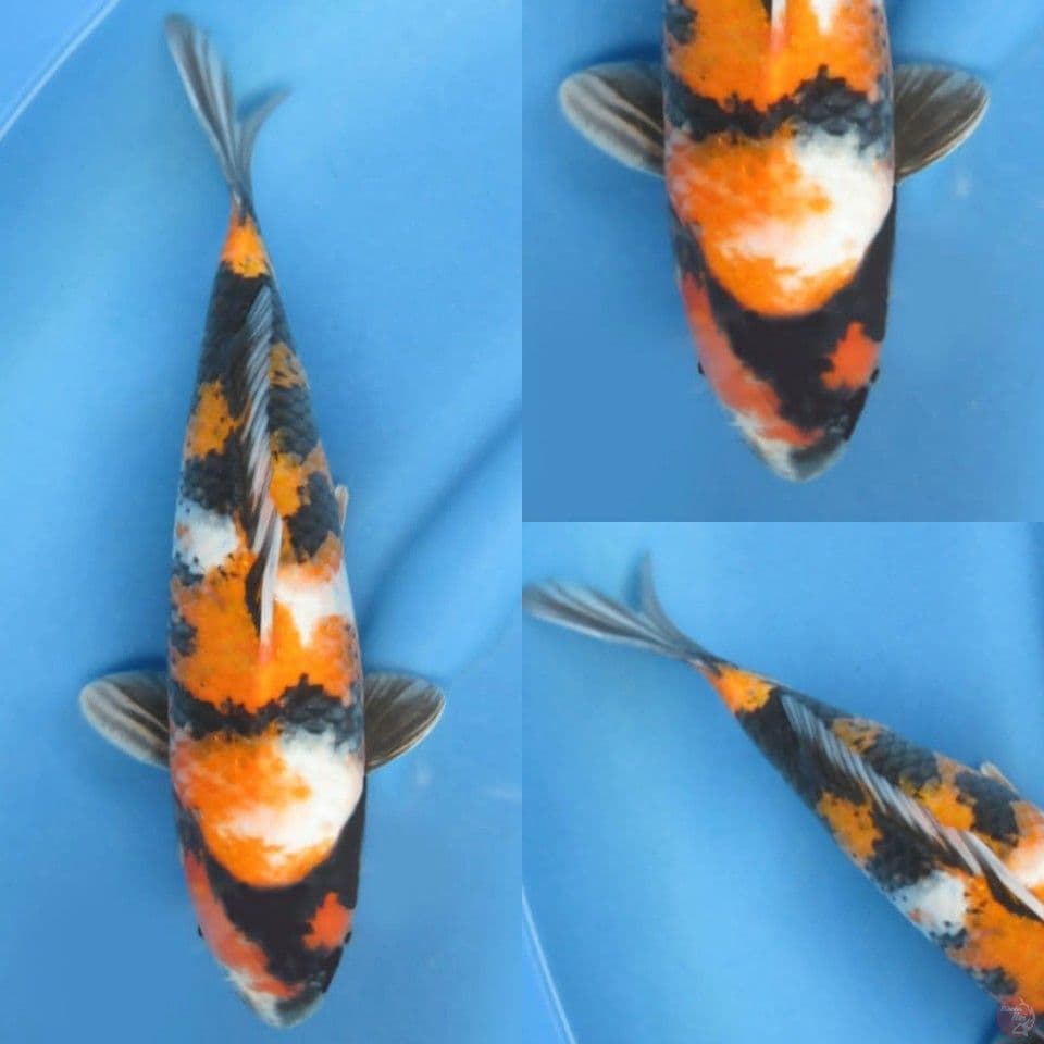 35cm, Ki showa langka