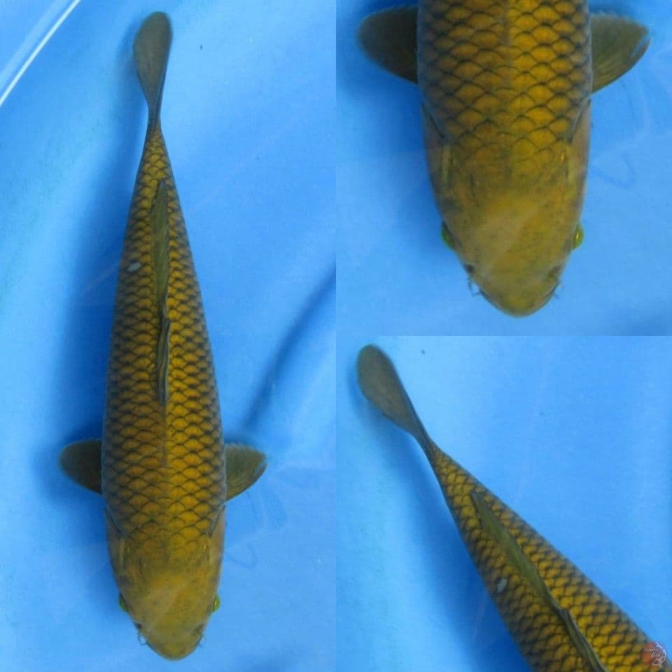 34cm, Midorigoi bulky