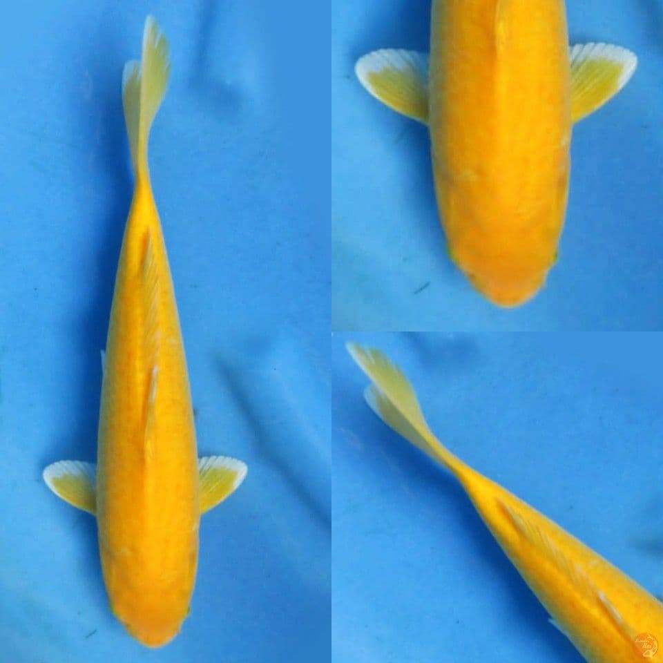 30cm, Karasi no bocor