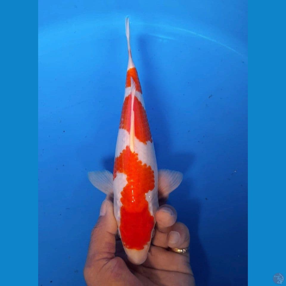 kohaku 25cm