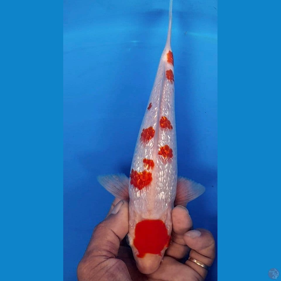 kohaku ginrin 25cm