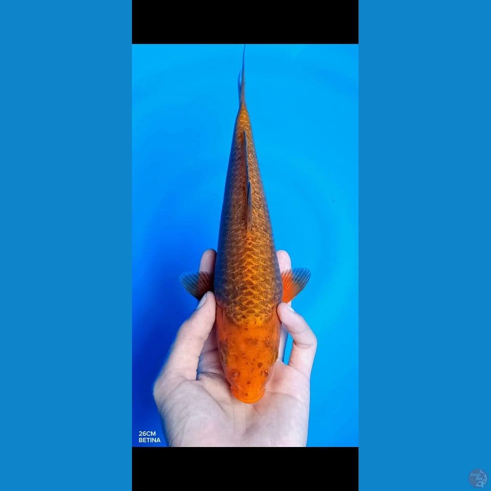 Caramel