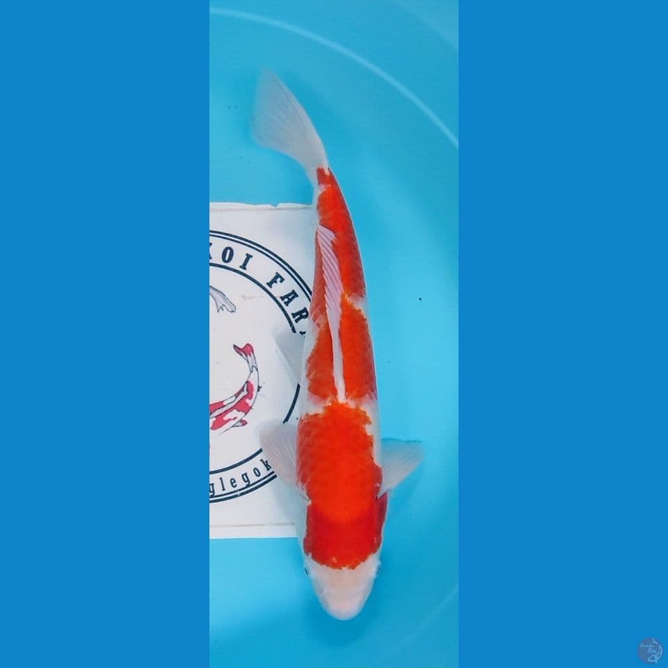 kohaku 45 cm