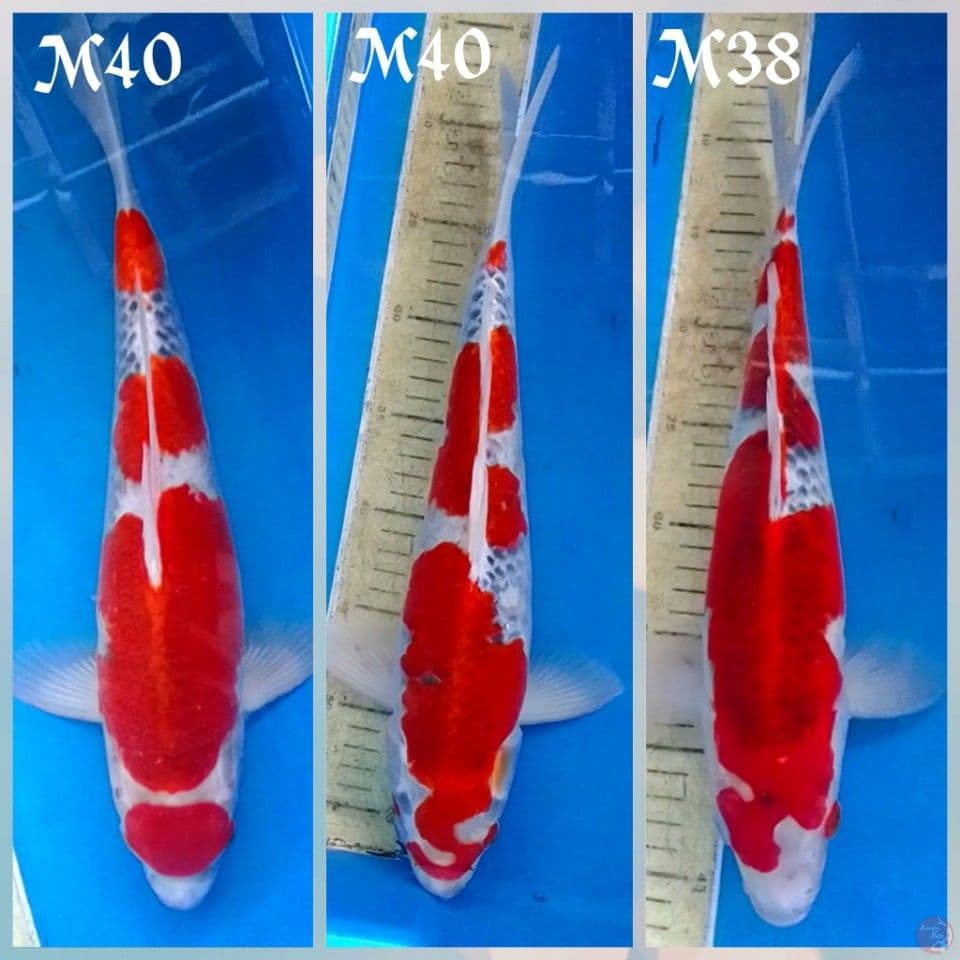 GOSHIKI NGRESING 40cm