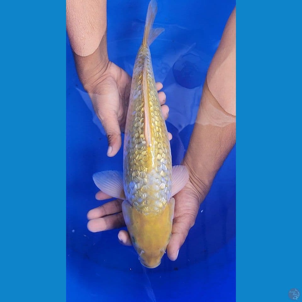 40cm ochiba ginrin