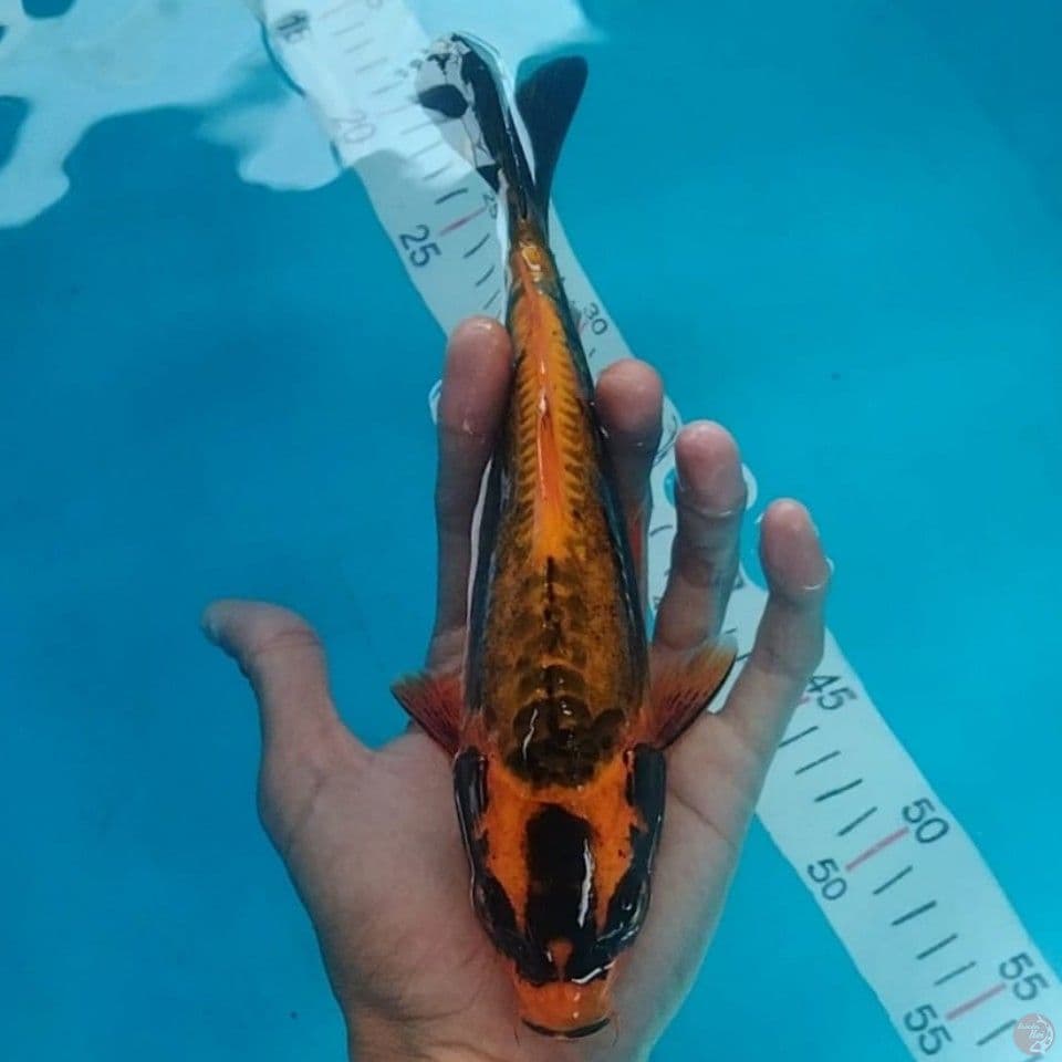 banan 25cm male