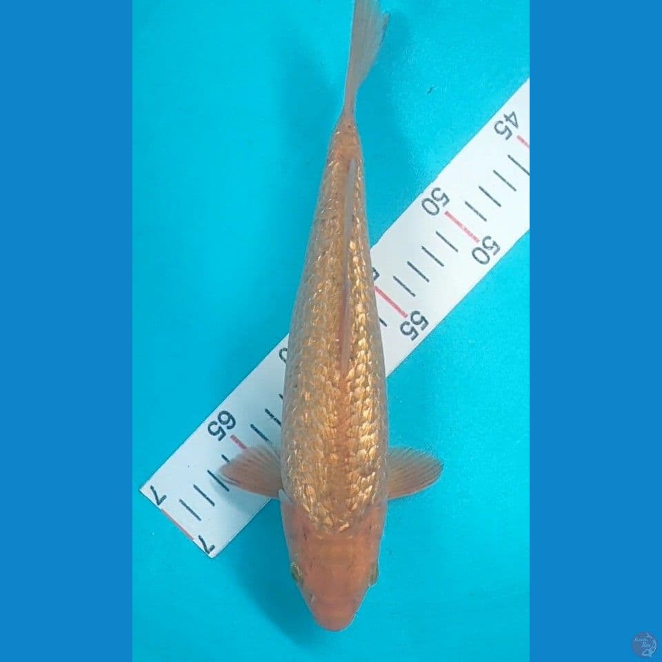 caramel Ginrin 30cm male