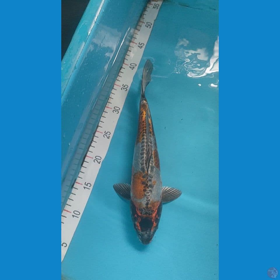 kin kiko 30cm male