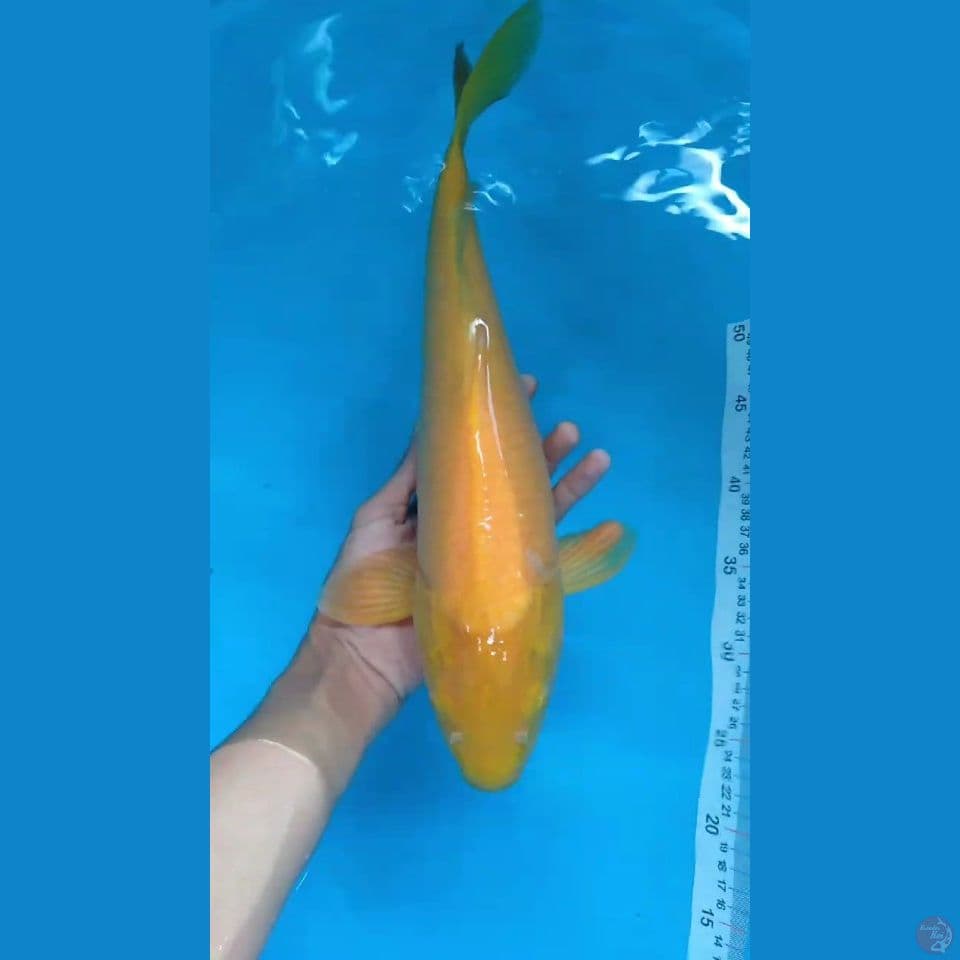 karashi 44cm female
