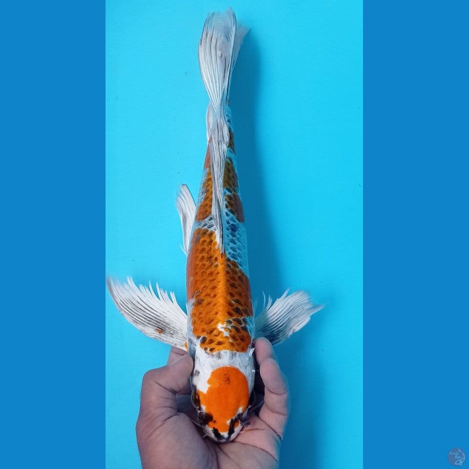 KUMPAY 42CM