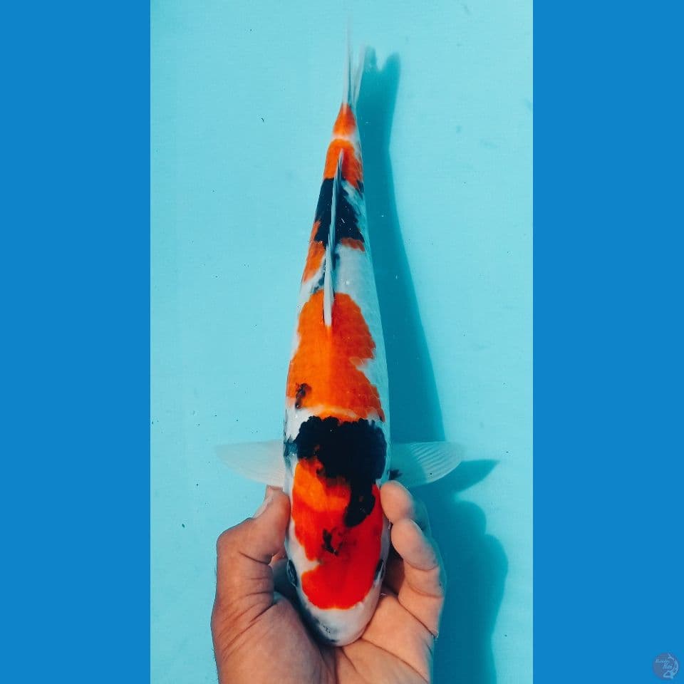 SHOWA 37CM