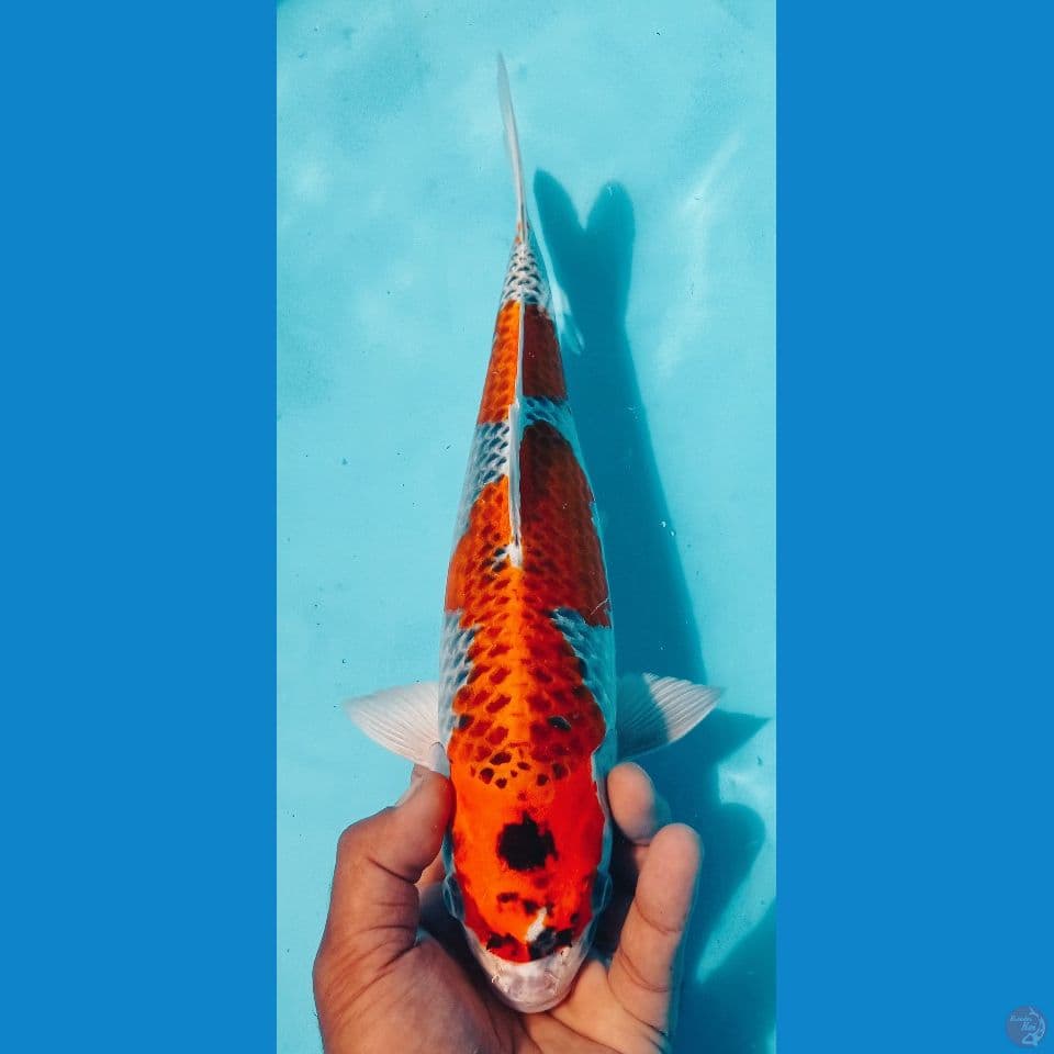 KUJAKU 35CM