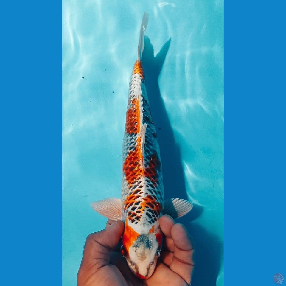 KUJAKU 30CM