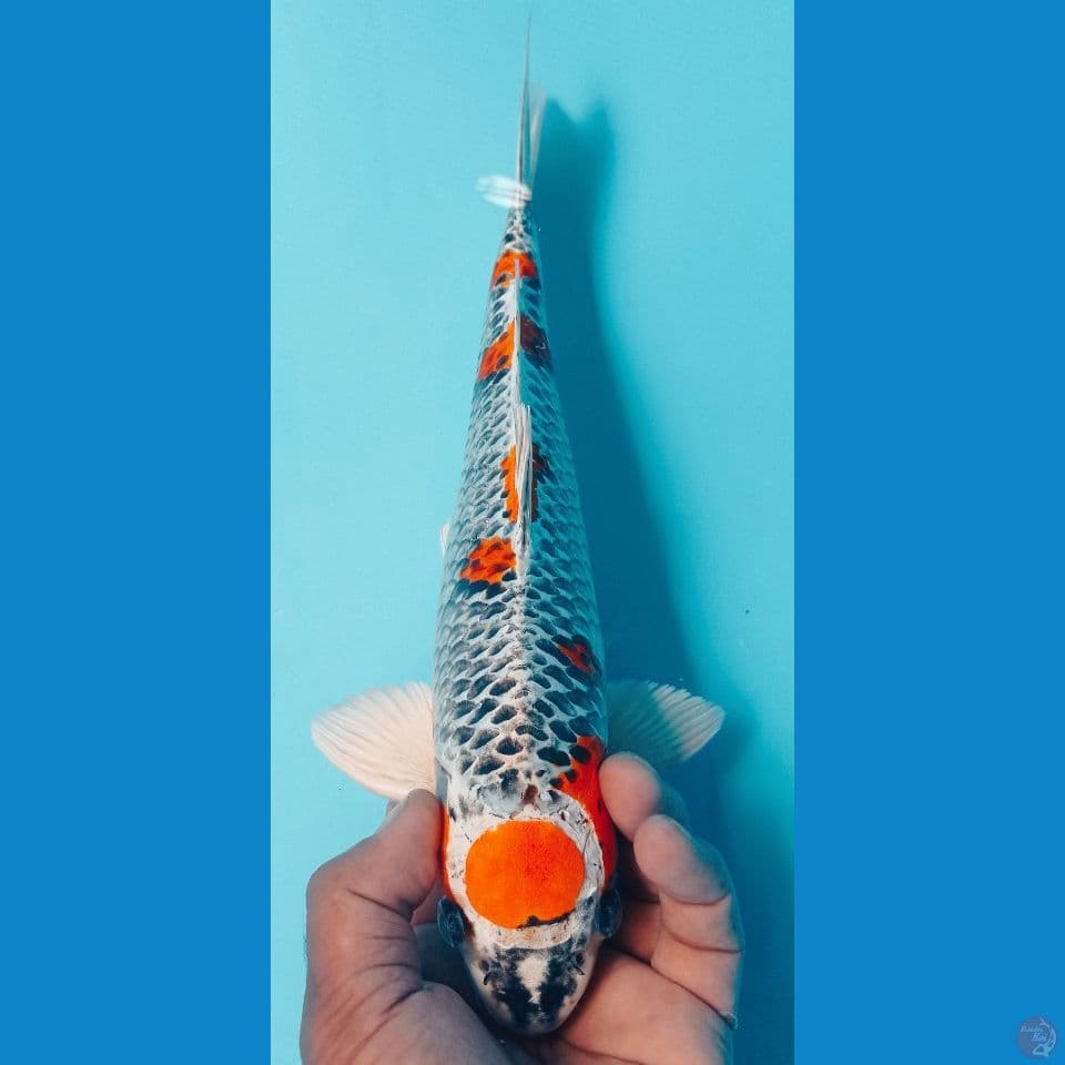 KUJAKU 33CM