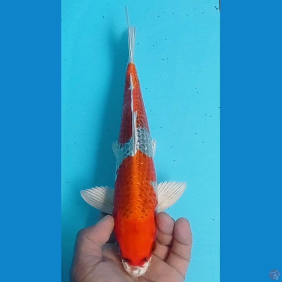 KUJAKU 33CM
