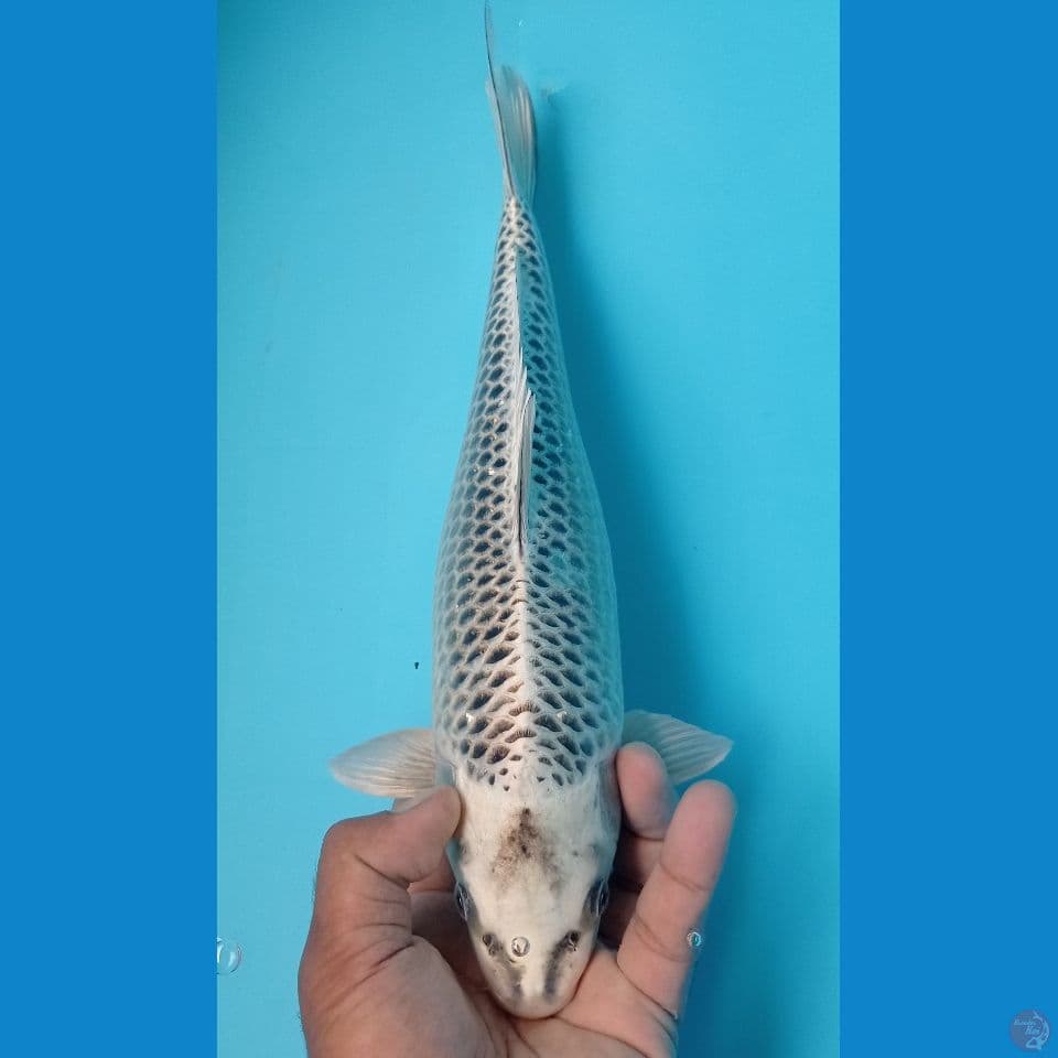 matsuba 35cm
