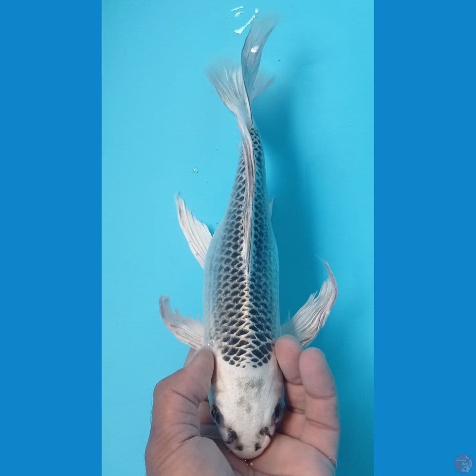 matsuba 33cm