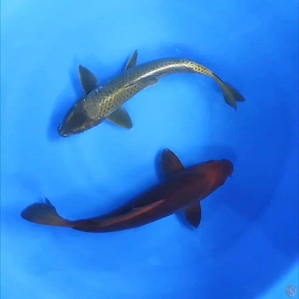 tembaga&mukashi 36&37cm