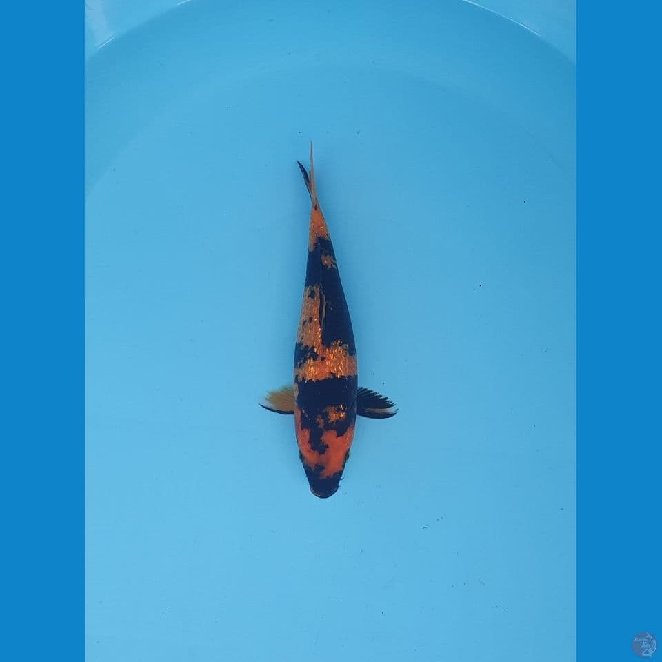hiutsuri ginrin 22cm