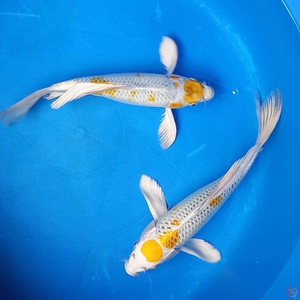 KUMPAI MARUTEN YELLOW KUJAKU 27-29CM MALE