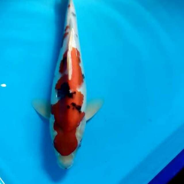 Punukan