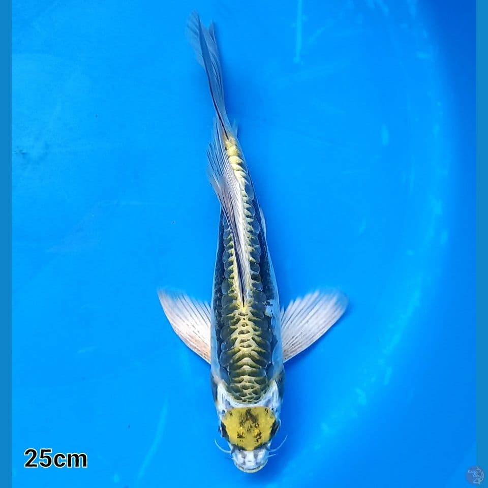 TITANIUM KIKOKURYU 25CM