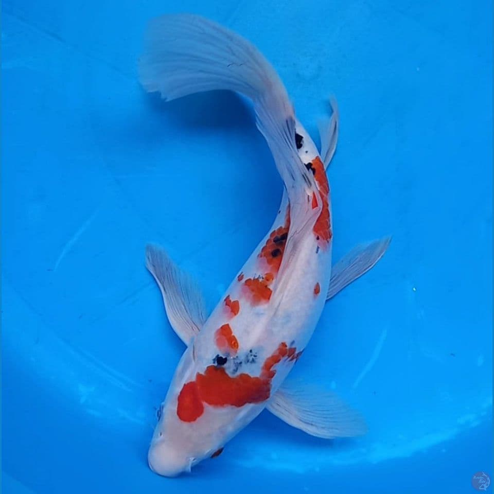 SIGEMOI TATEGOI KUMPAI SANKE 32CM