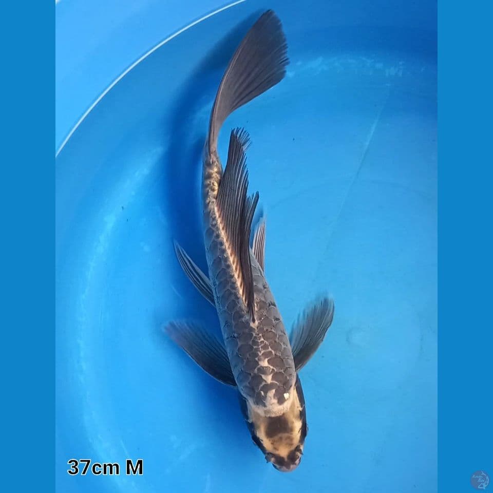 KUMPAI BLACK DRAGON 37CM MALE