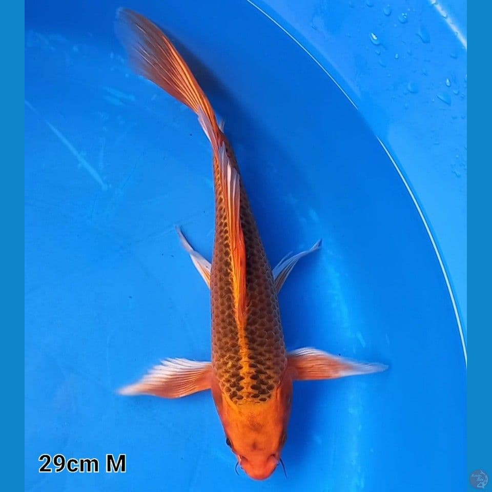 D'OREN MATSUBA KUMPAI 29CM MALE