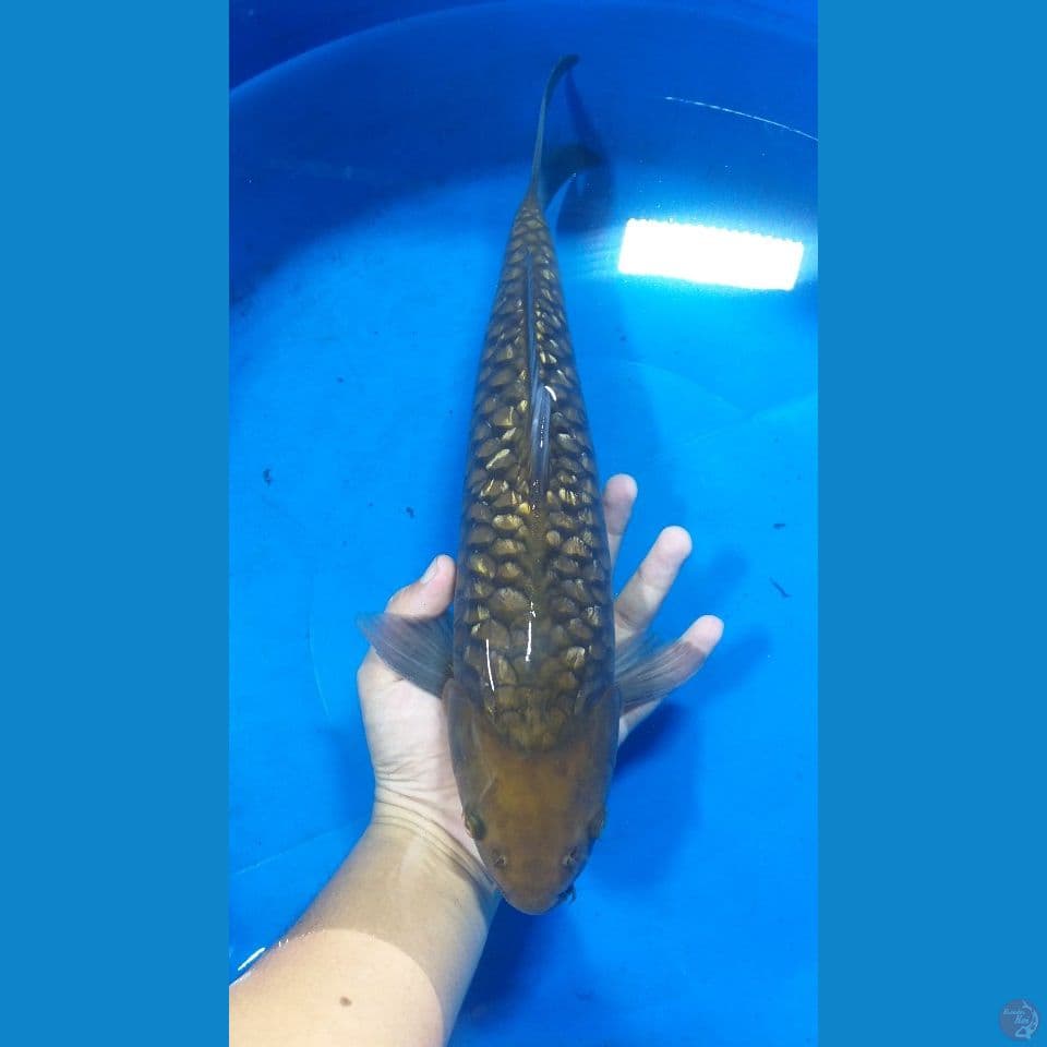 Aragoke Ginrin Chagoi 40 cm (Jantan)