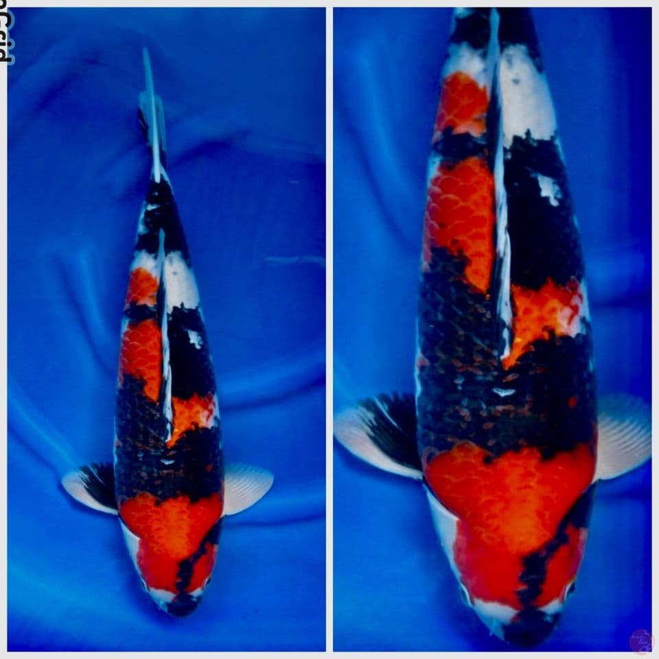 Showa f1 sakai 62cm jumbo
