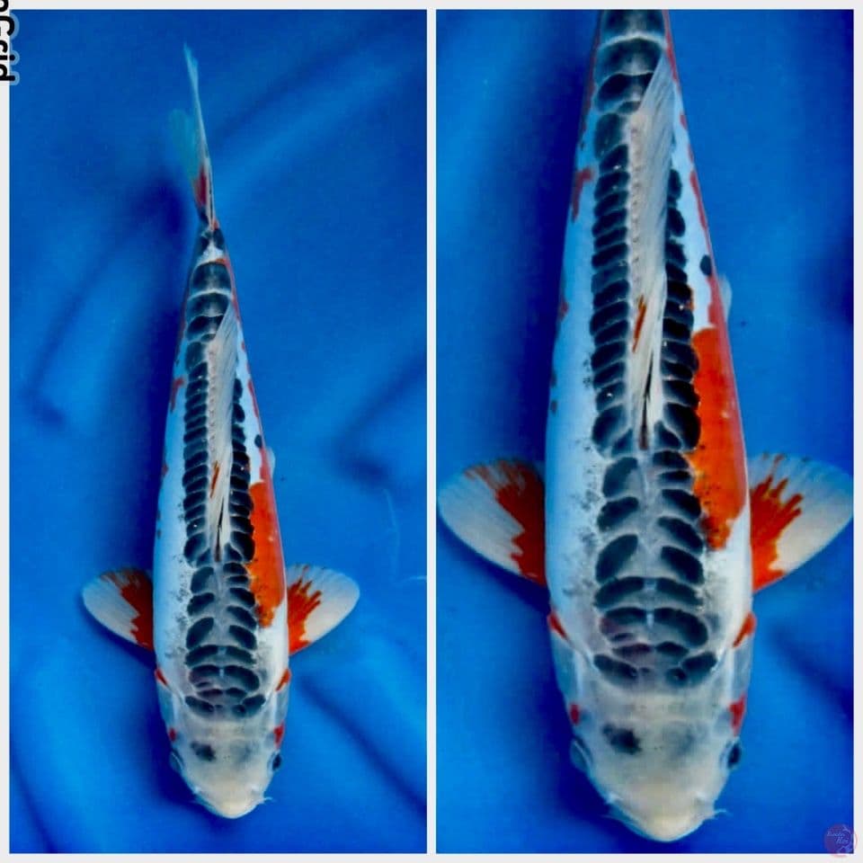 Shusui F1 marusai 34cm
