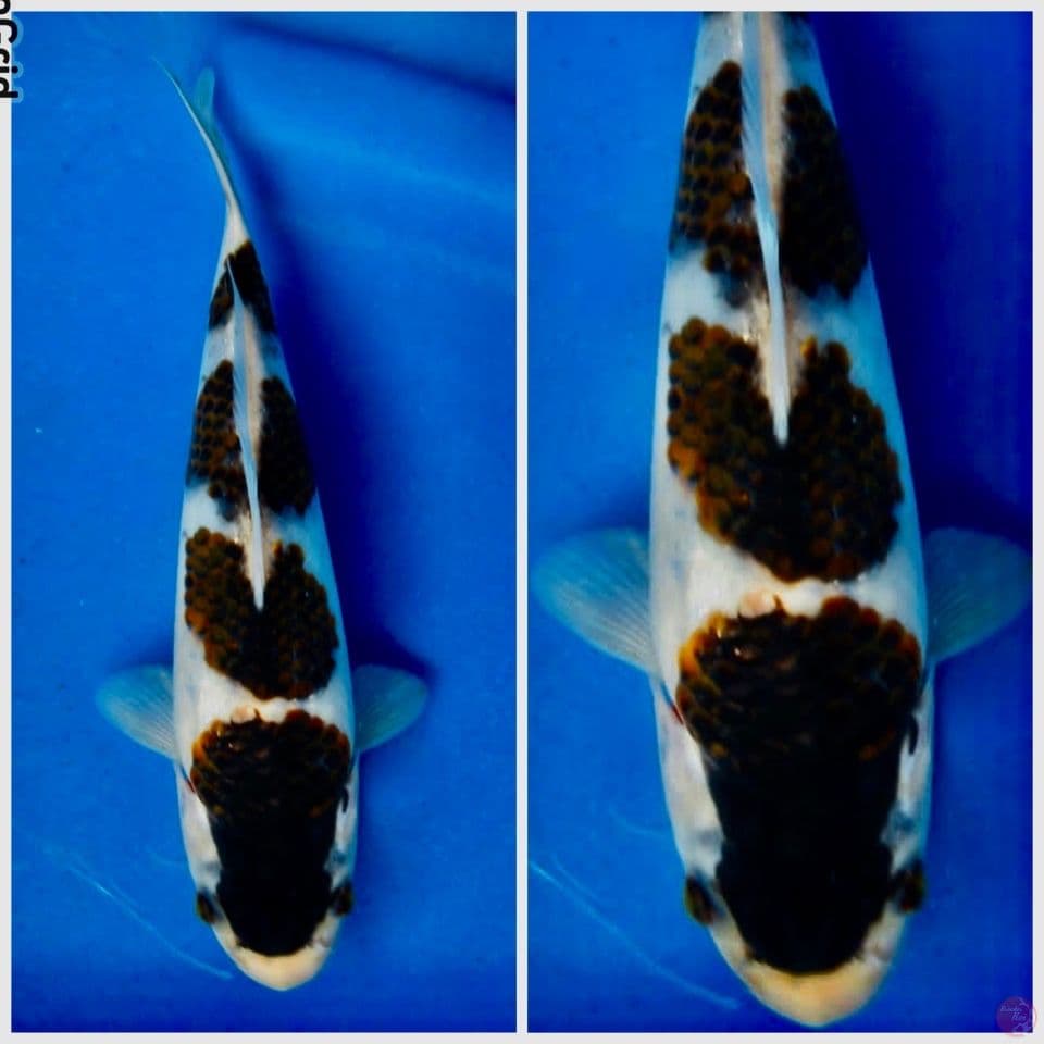 Goromo 18cm bahan keep