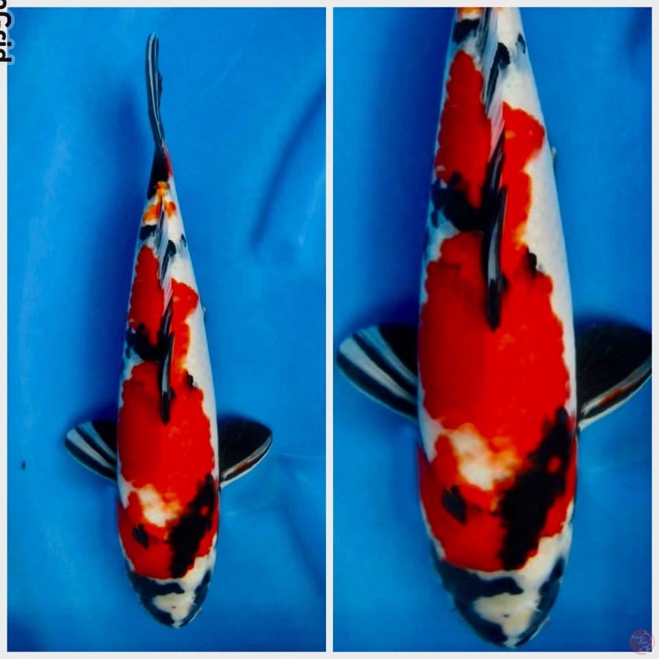 Showa sakai F1 34cm
