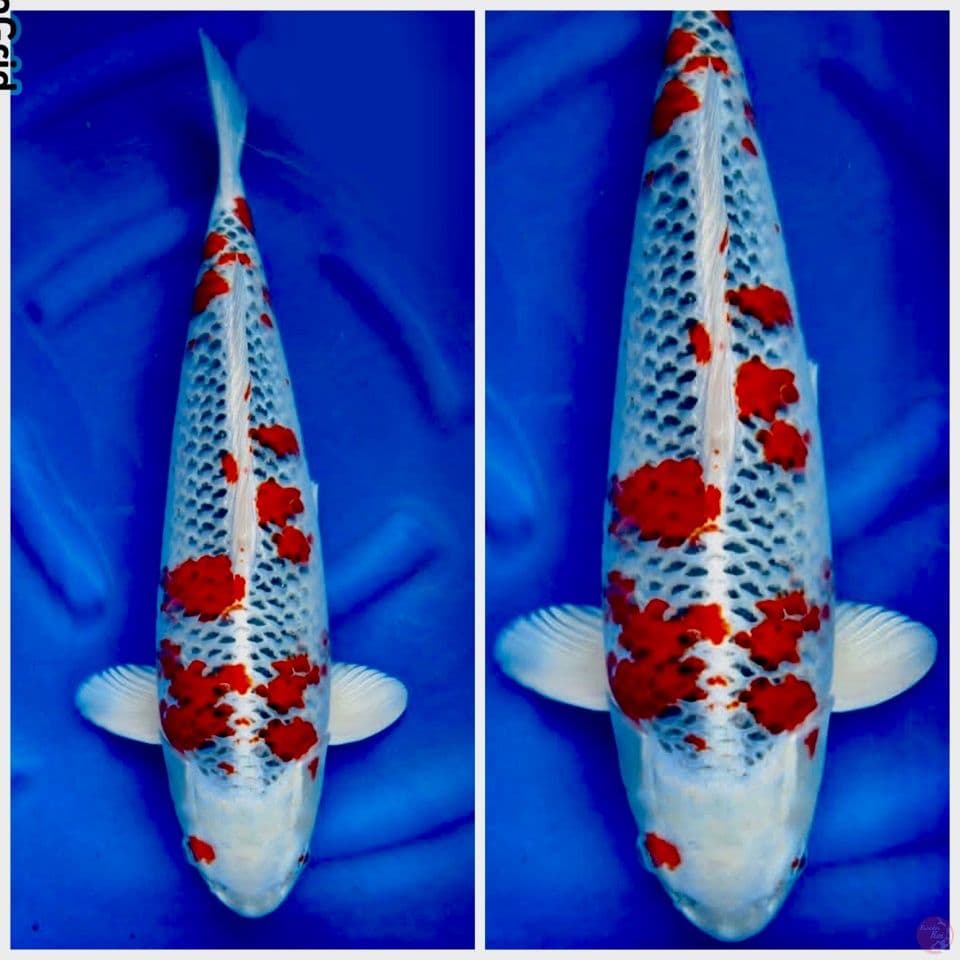 Red kujaku Serti juara 2 58cm