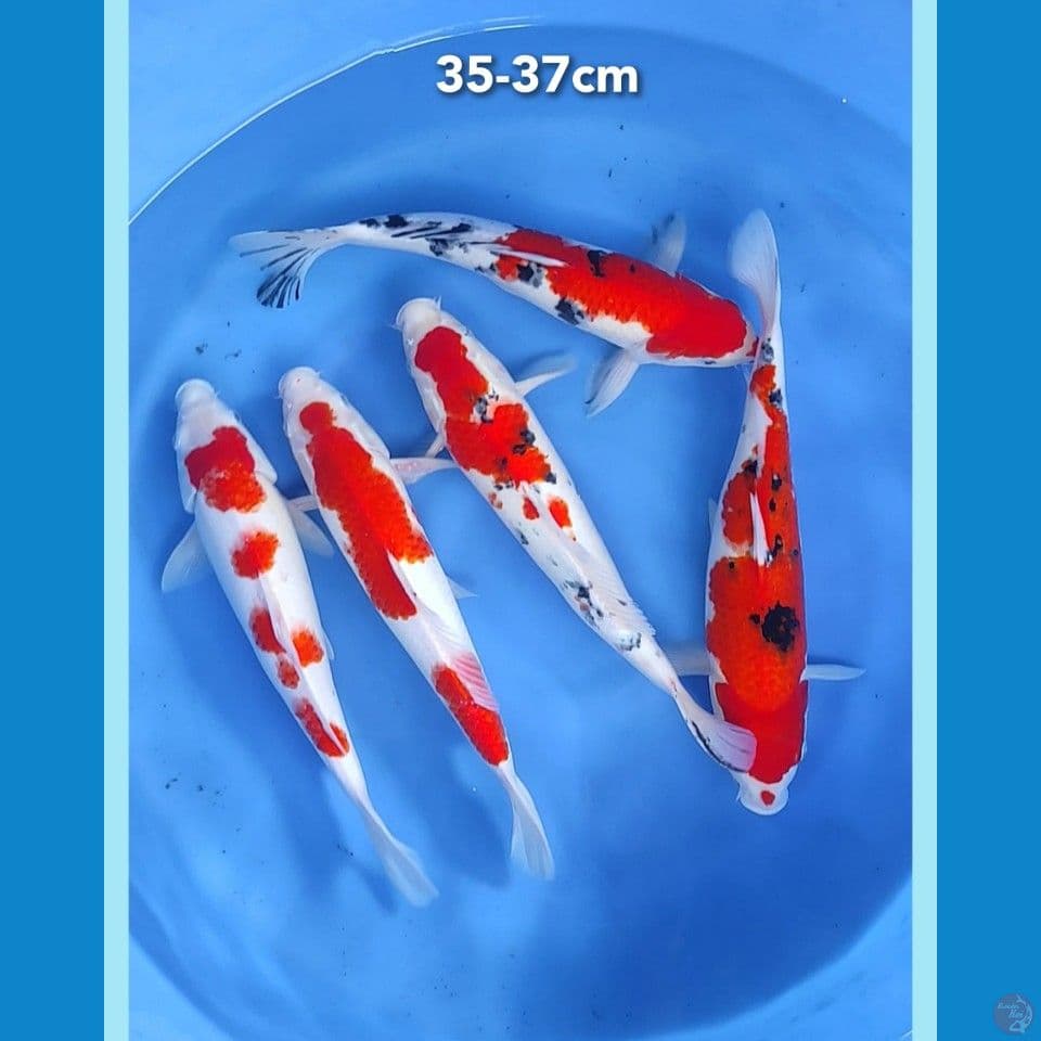 35-37cm