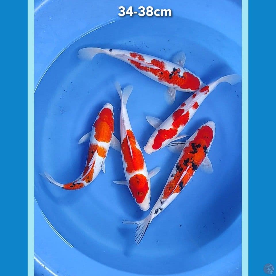 34-38cm