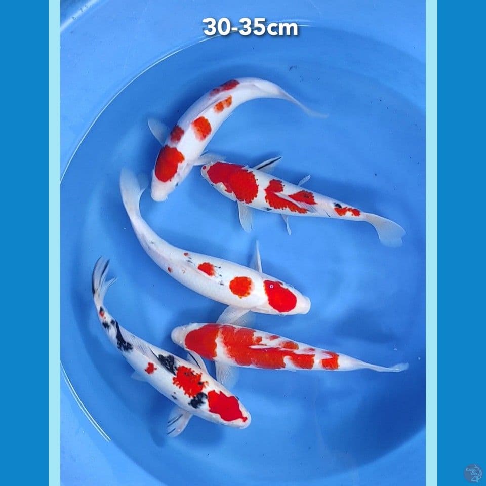 30-35cm