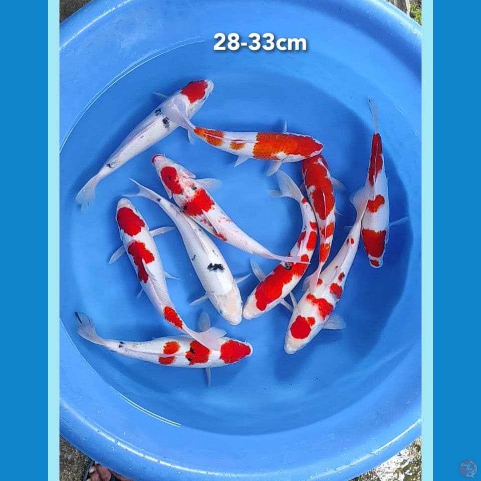 28-33cm 10ekor