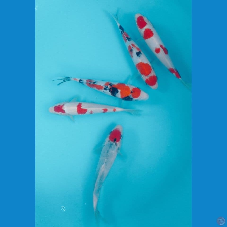 mix maruten 23cm