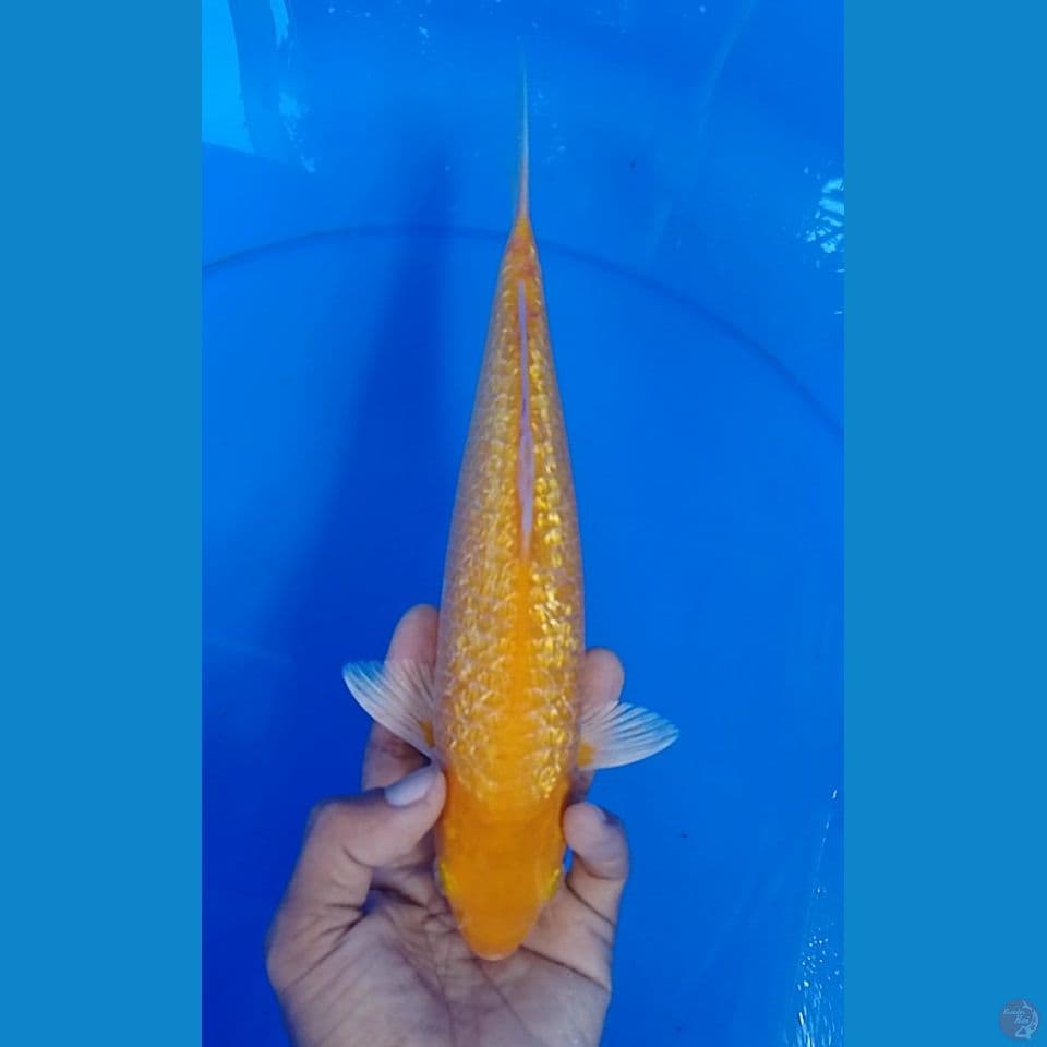 karashi gindrin size : 27 cm m