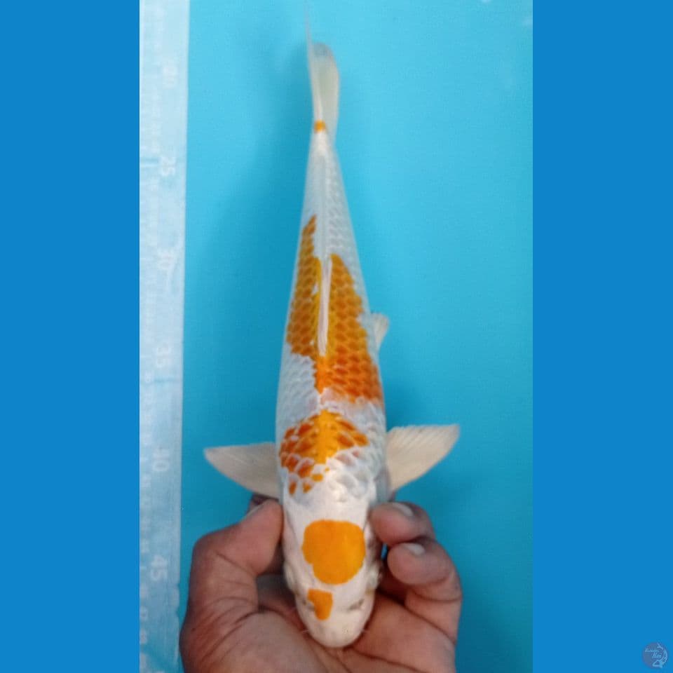 HARIWAKE 32